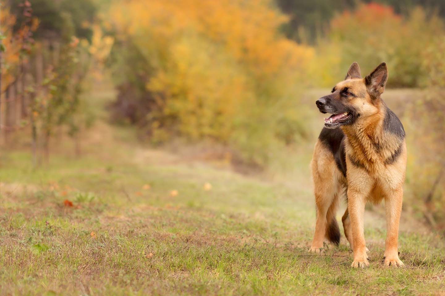Faithful Friends Animal Hospital