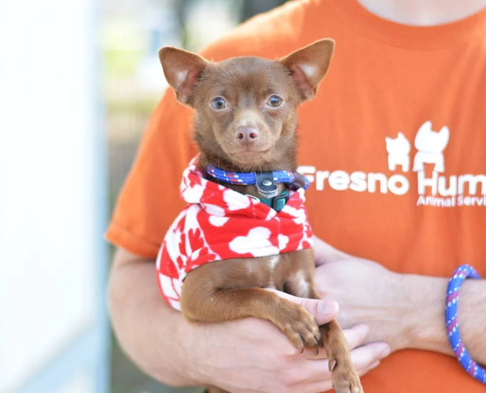 Fresno Humane Animal Service
