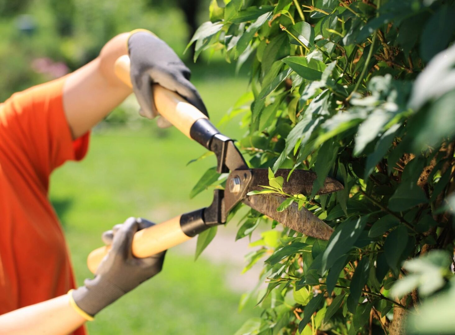 Don's Tree Experts