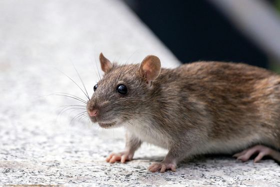 Elite Pest Control & Wildlife Removal