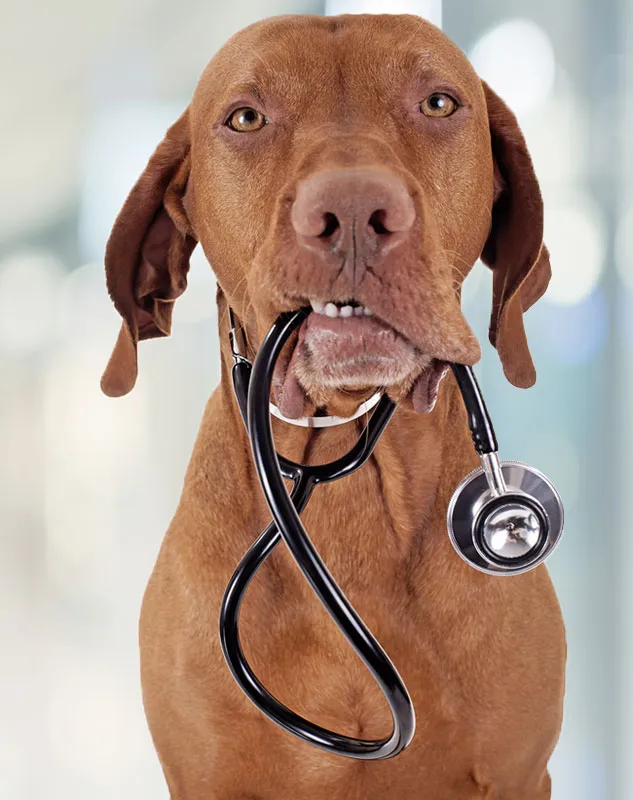 Gardendale Pet Clinic