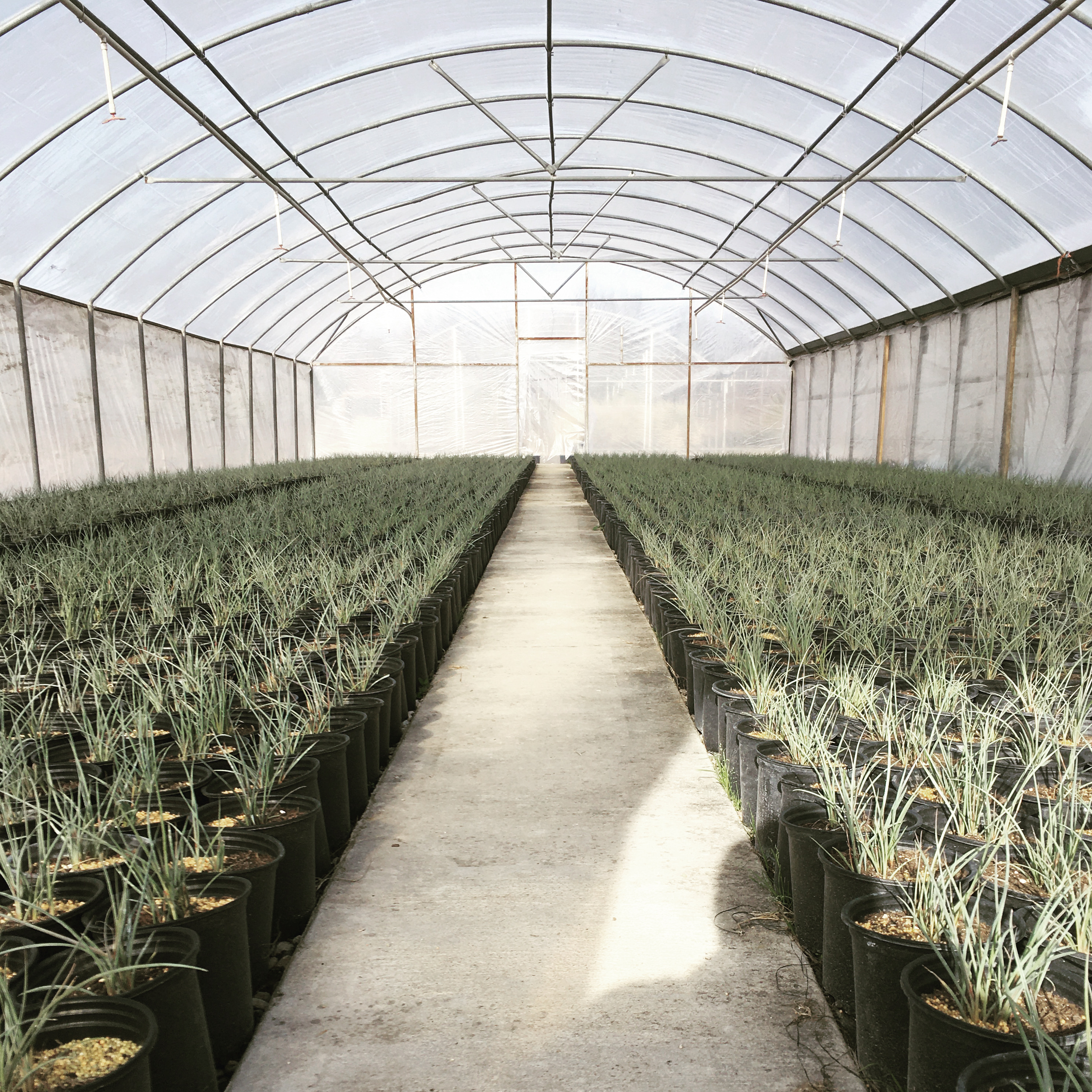 Landmark Nurseries, Inc.