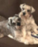 Miniature Schnauzer Rescue of Houston