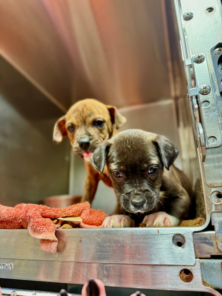 McKamey Animal Center