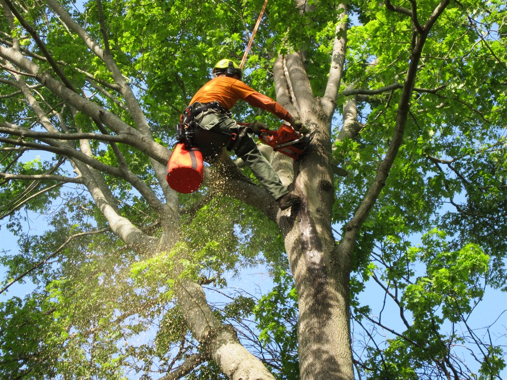 Pro-Tree Service