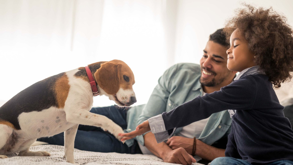 Bark Busters Home Dog Training