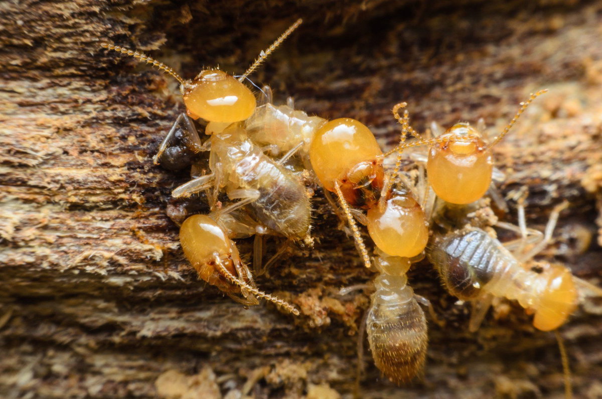 All Pro Pest Control, LLC