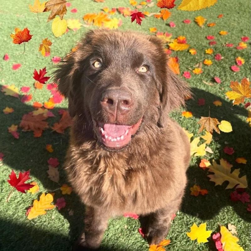 Catch-n-Fetch Daycare for Dogs hero