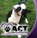 Animal Compassion Team hero